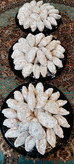 قطاب یزدی سنتی